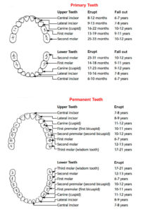 healthy teeth in babies, when teeth erupt and fall out
